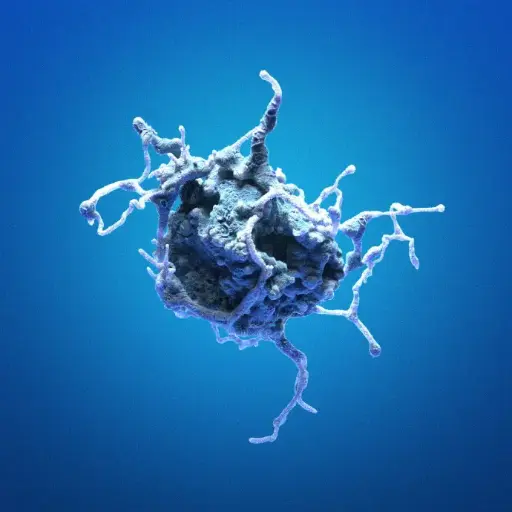 [GENT300606MA] Human Dermal Fibroblast - Adult (HDF-Ad)